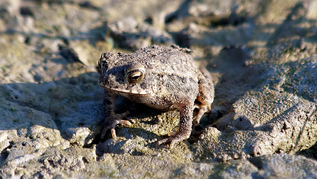 Gulf Coast Toad from Wynn Joyce Park 2222 E Oates Rd, Garland, TX 75043 ...