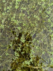 Callitriche longipedunculata