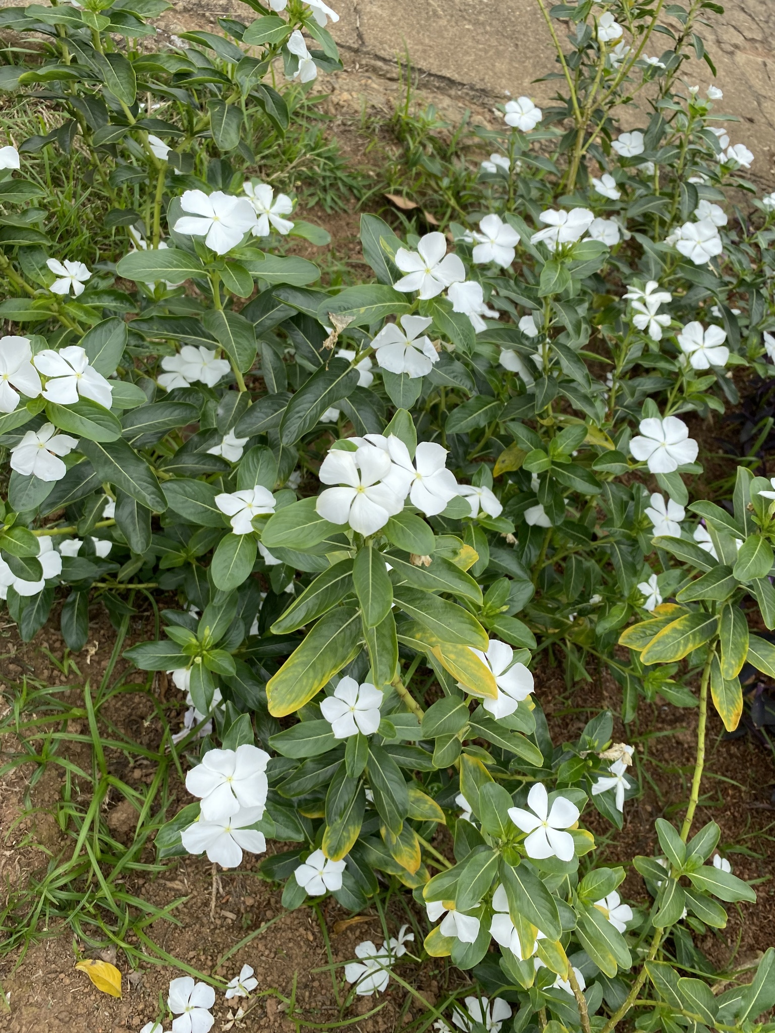 Catharanthus roseus