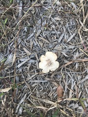 Fungi