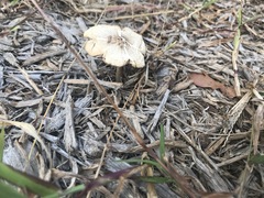 Fungi