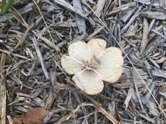 Fungi