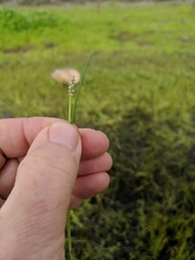 Triglochin scilloides