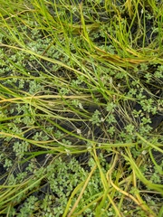 Triglochin scilloides