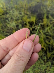 Triglochin scilloides