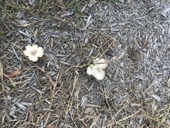 Fungi