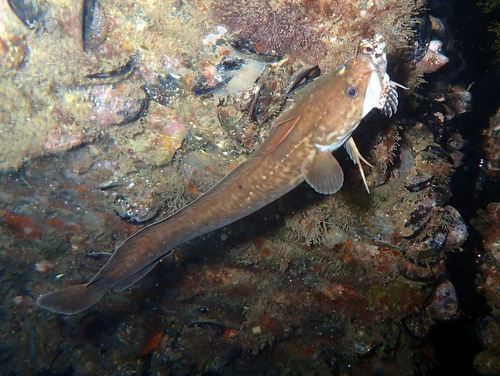 Shore rockling (Gaidropsarus mediterraneus) — Lotidae