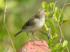 Ammodramus aurifrons