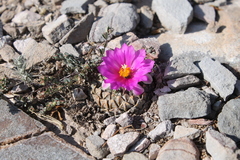 Pelecyphora strobiliformis