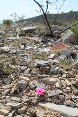 Pelecyphora strobiliformis