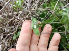 Lithospermum matamorense