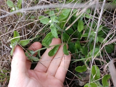 Lithospermum matamorense