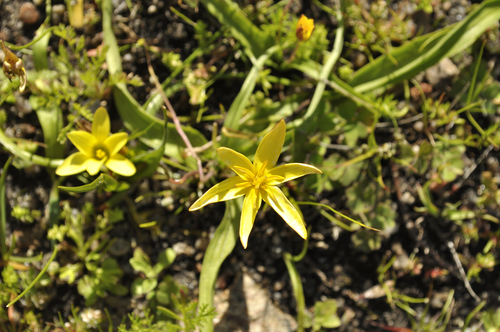 Image of Pauridia gracilipes by (c) Seth Musker, some rights reserved (CC BY)