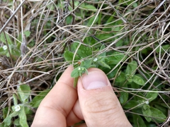 Lithospermum matamorense