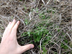 Lithospermum matamorense