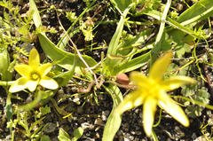 Pauridia gracilipes gracilipes