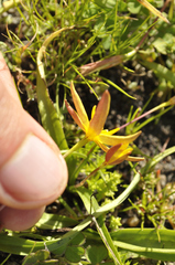 Pauridia gracilipes gracilipes