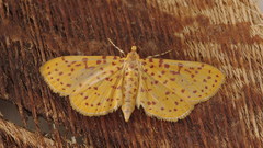 Polygrammodes eleuata