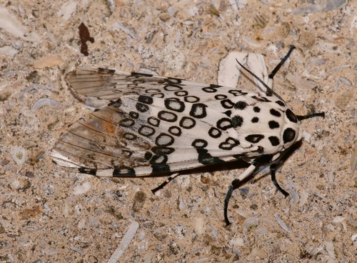 Photo of Giant Leopard Moth (Hypercompe scribonia)