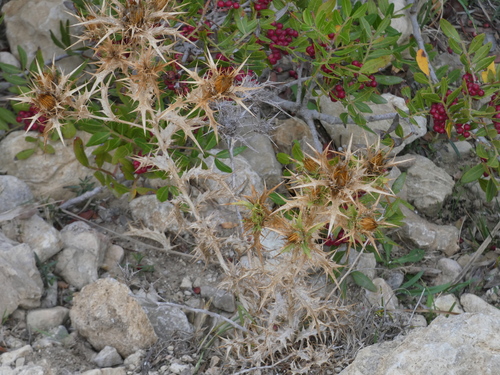 Carlina corymbosa (Carlina corymbosa)