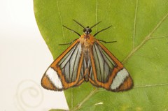 Hyalurga vinosa