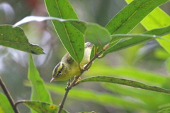 Phylloscopus ricketti