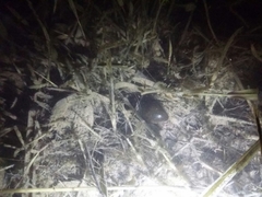 Hydrophilus acuminatus