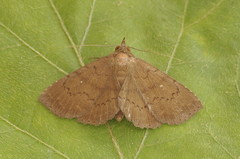 Monochroides olivescens