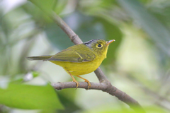 Phylloscopus intermedius