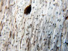 Mycocalicium subtile