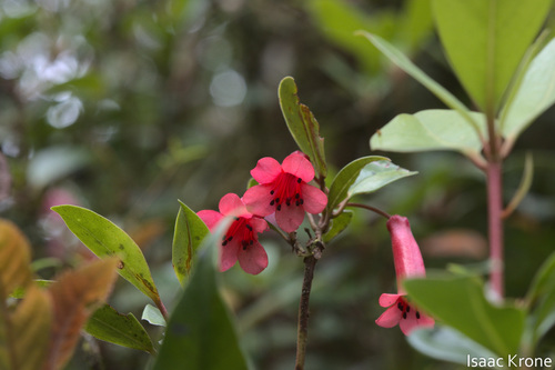 Rhododendron celebicum, photograph 1