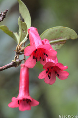 Isaac Krone, CC BY, iNaturalist via GBIF Rhododendron celebicum, photograph Isaac Krone, CC BY, iNaturalist via GBIF