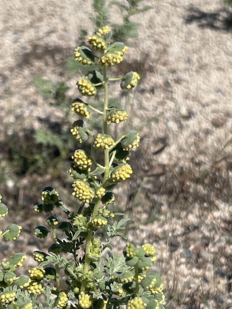 Dwarf bur ragweed (Ambrosia pumila)