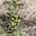 Ambrosia pumila - Photo (c) Sula Vanderplank, algunos derechos reservados (CC BY), subido por Sula Vanderplank