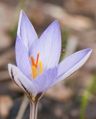 Crocus reticulatus