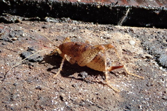 Pristoceuthophilus pacificus