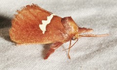 Monoleuca semifascia