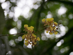 Trichocentrum ascendens