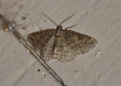 Pterospoda nigrescens