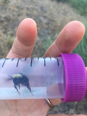 Bombus crotchii