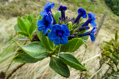 Stachytarpheta sellowiana