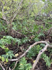 Microsorum grossum