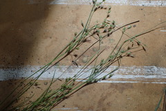 Juncus dichotomus