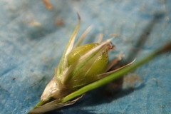 Juncus dichotomus