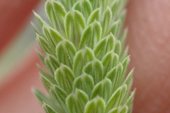Phalaris angusta