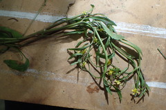 Ranunculus laxicaulis