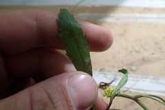 Ranunculus laxicaulis