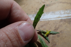 Ranunculus laxicaulis