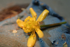 Ranunculus laxicaulis