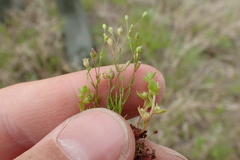 Sagina decumbens